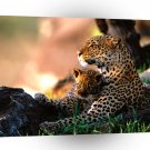 Leopard African Babysitting A1 Xlarge Canvas