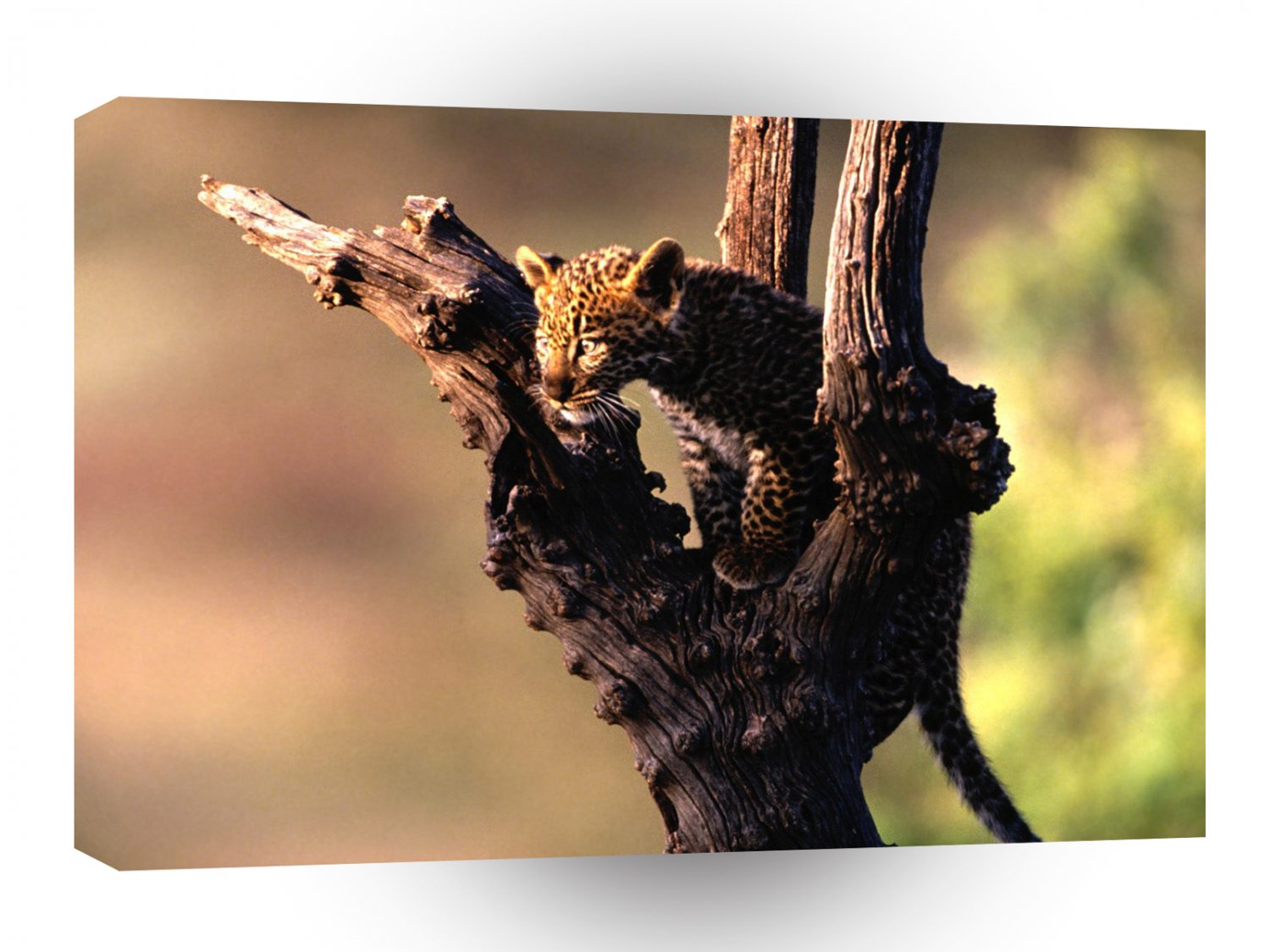 Leopard African Perched A1 Xlarge Canvas