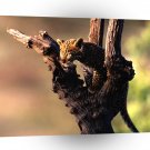 Leopard African Perched A1 Xlarge Canvas