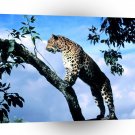 Leopard Amur Scout A1 Xlarge Canvas