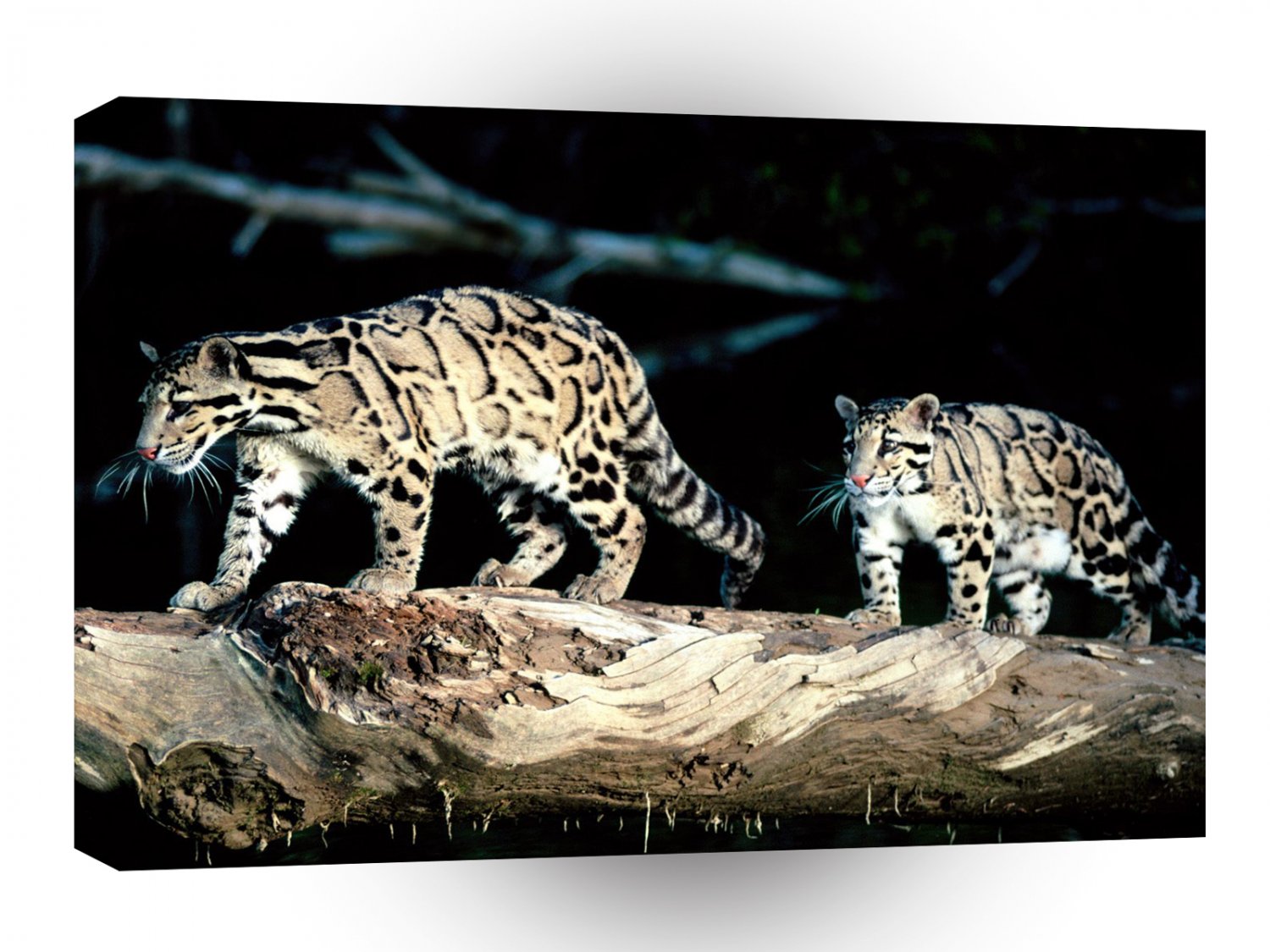 Leopard Balance Clouded A1 Xlarge Canvas