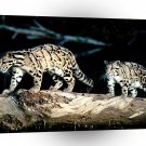 Leopard Balance Clouded A1 Xlarge Canvas