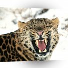 Leopard Call Of The Wild Amur A1 Xlarge Canvas
