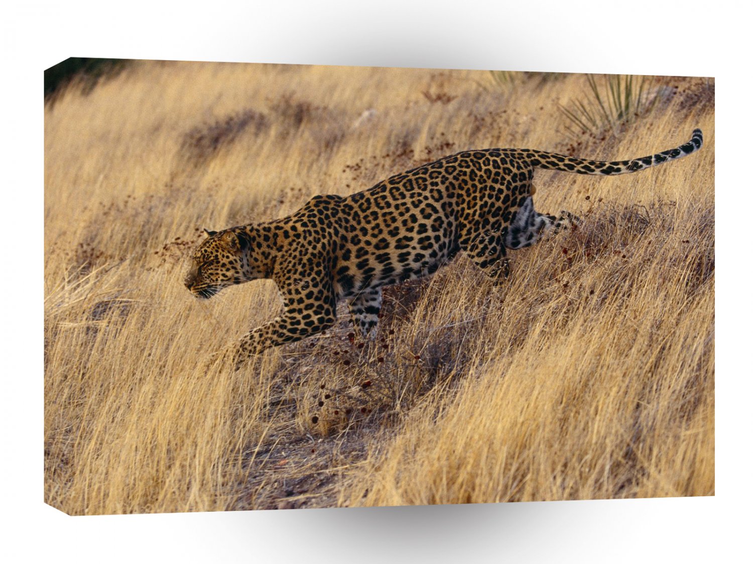 Leopard Careful Approach A1 Xlarge Canvas