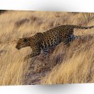 Leopard Careful Approach A1 Xlarge Canvas