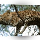 Leopard Cat Nap Africa A1 Xlarge Canvas