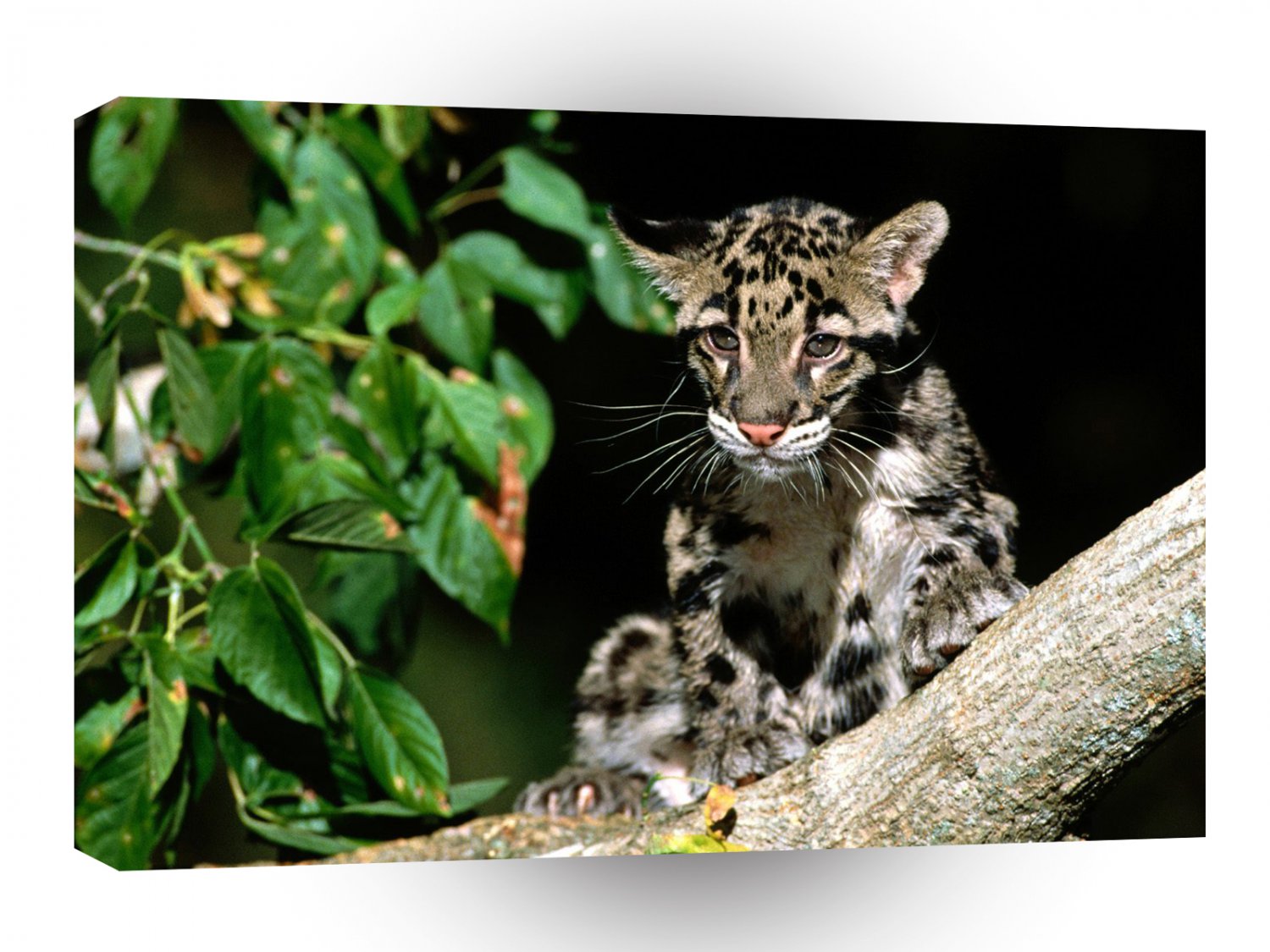 Leopard Clouded Cub A1 Xlarge Canvas