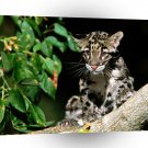 Leopard Clouded Cub A1 Xlarge Canvas