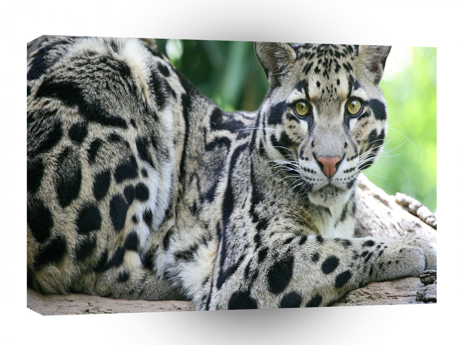Leopard Clouded Looking A1 Xlarge Canvas
