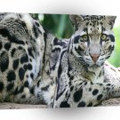 Leopard Clouded Looking A1 Xlarge Canvas