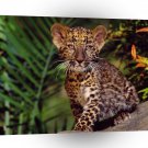 Leopard Cub A1 Xlarge Canvas