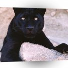 Leopard Dark Look Black A1 Xlarge Canvas