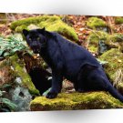 Leopard Dark Stare Black A1 Xlarge Canvas
