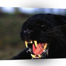 Leopard Enraged Black A1 Xlarge Canvas