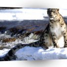 Leopard Focused Snow A1 Xlarge Canvas