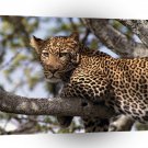 Leopard Hanging Out Tanzania Africa A1 Xlarge Canvas