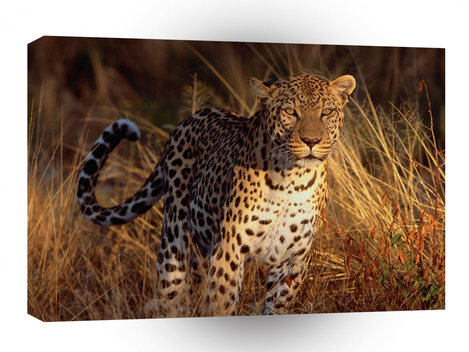 Leopard Intense Focus A1 Xlarge Canvas