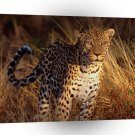 Leopard Intense Focus A1 Xlarge Canvas