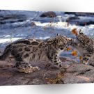 Leopard King Of The Hill Snow A1 Xlarge Canvas