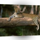 Leopard Lazy Africa A1 Xlarge Canvas