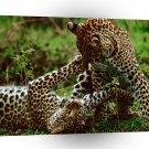 Leopard Maasai Mara Kenya Africa A1 Xlarge Canvas