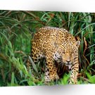 Leopard Morning Hunt South America A1 Xlarge Canvas