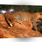 Leopard Natural Entertainment A1 Xlarge Canvas