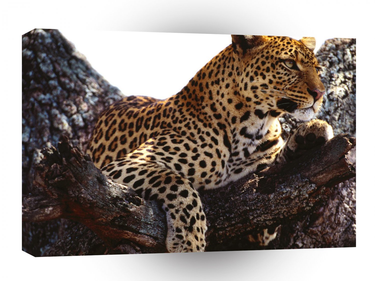 Leopard Outward Thoughts A1 Xlarge Canvas