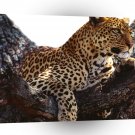 Leopard Outward Thoughts A1 Xlarge Canvas