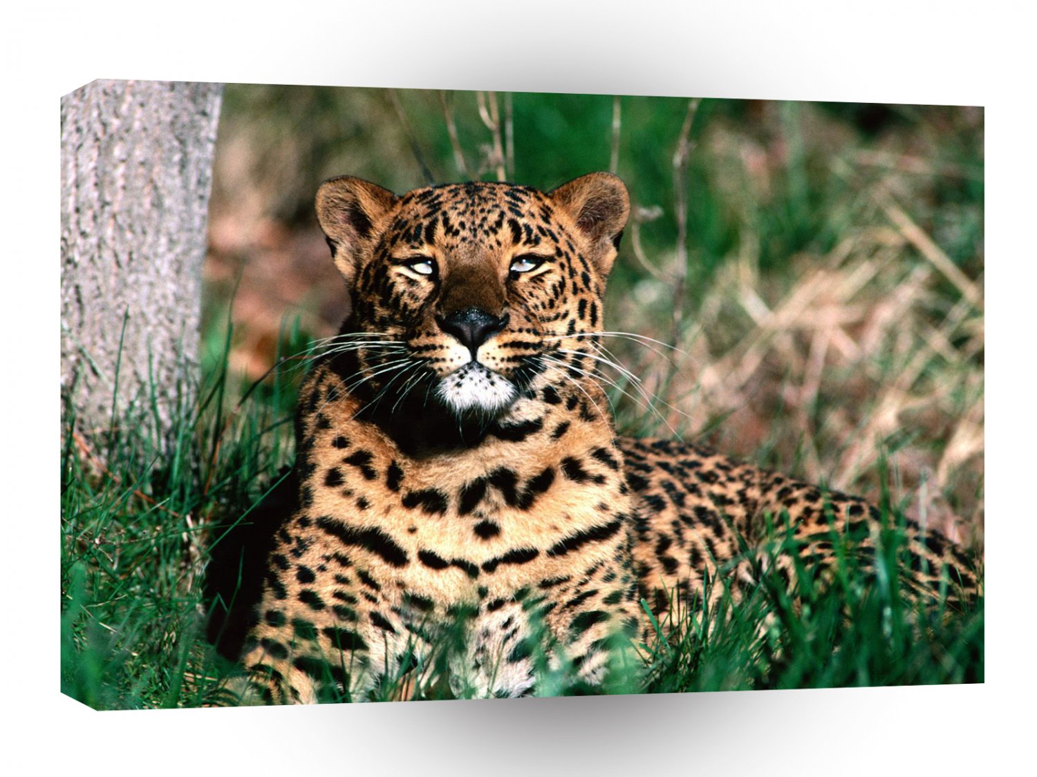 Leopard Pause A1 Xlarge Canvas