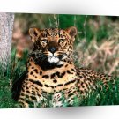 Leopard Pause A1 Xlarge Canvas