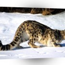 Leopard Ready To Pounce Snow A1 Xlarge Canvas