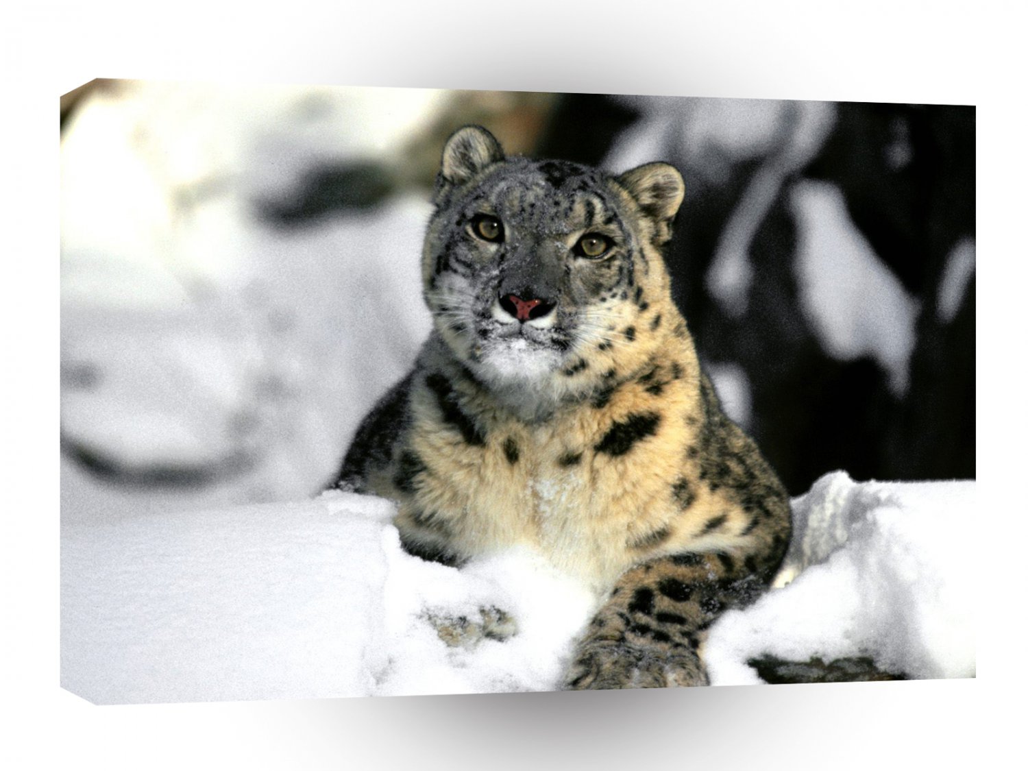 Leopard Relaxing Snow A1 Xlarge Canvas