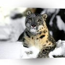 Leopard Relaxing Snow A1 Xlarge Canvas