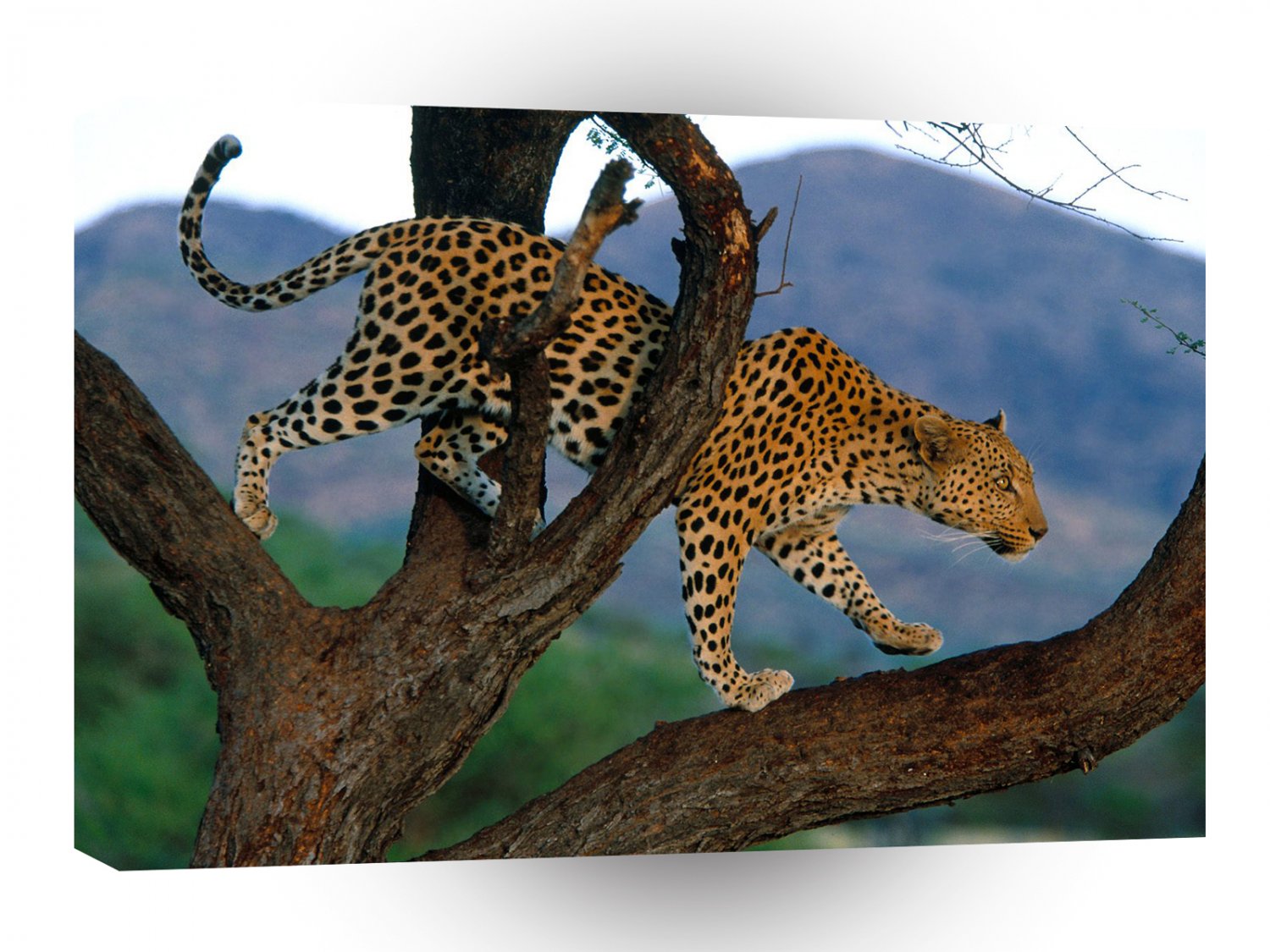 Leopard Scouting Dinner Africa A1 Xlarge Canvas