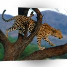 Leopard Scouting Dinner Africa A1 Xlarge Canvas