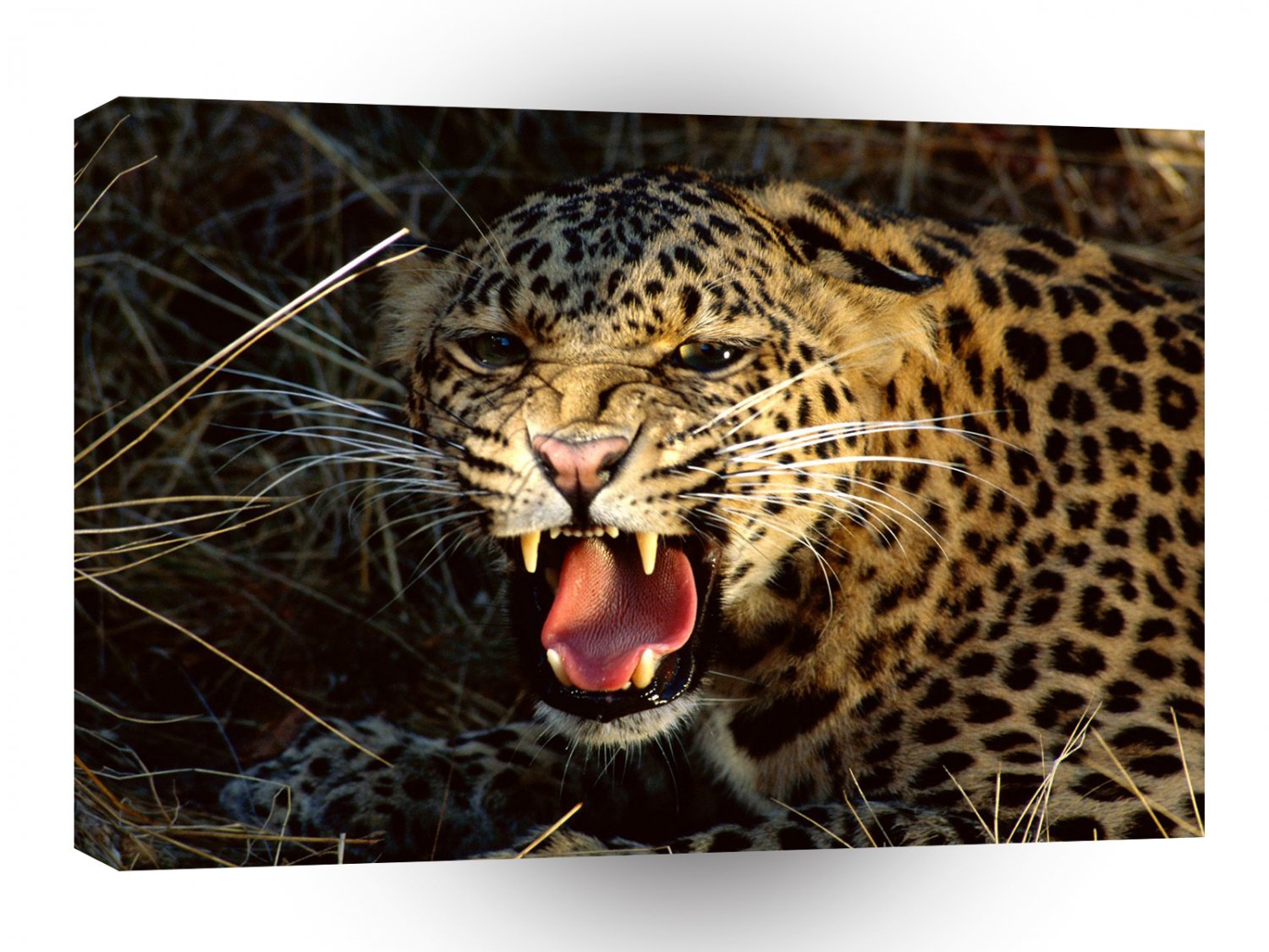 Leopard Snarl Spotted A1 Xlarge Canvas