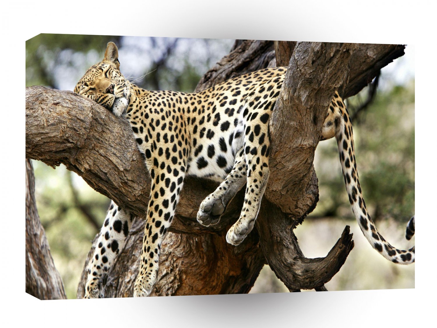 Leopard Snooze Hard Days Work A1 Xlarge Canvas