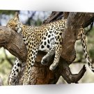 Leopard Snooze Hard Days Work A1 Xlarge Canvas