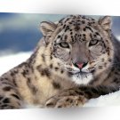 Leopard Snow A1 Xlarge Canvas