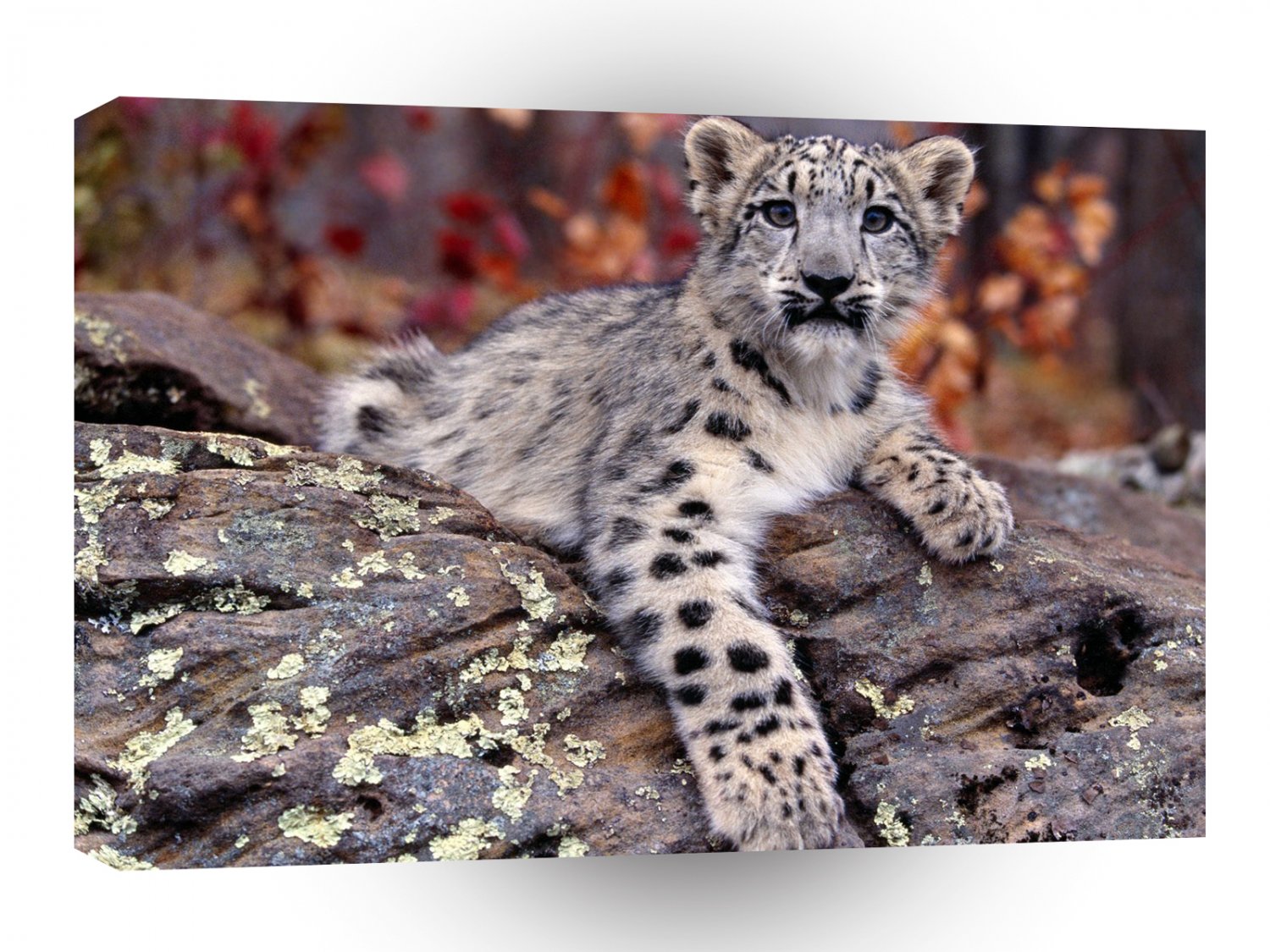 Leopard Snow Cub A1 Xlarge Canvas