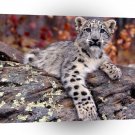 Leopard Snow Cub A1 Xlarge Canvas
