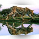 Leopard Spotted Reflections Africa A1 Xlarge Canvas