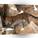 Leopard Stakeout Amur A1 Xlarge Canvas