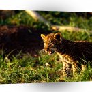 Leopard Stand Up And Be Heard A1 Xlarge Canvas