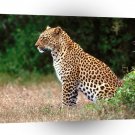 Leopard The Lookout A1 Xlarge Canvas