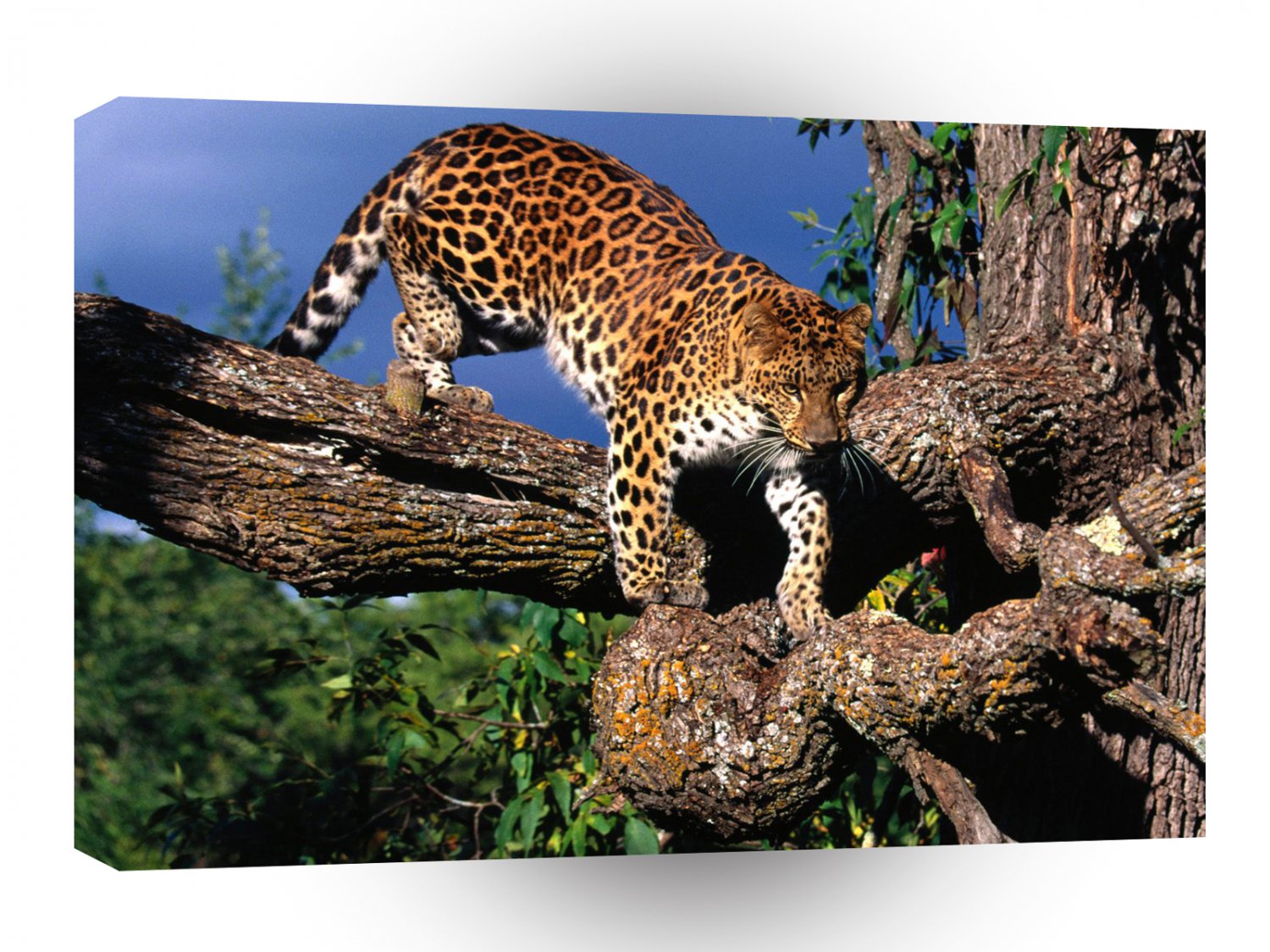 Leopard Tree Climber Amur A1 Xlarge Canvas
