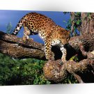 Leopard Tree Climber Amur A1 Xlarge Canvas