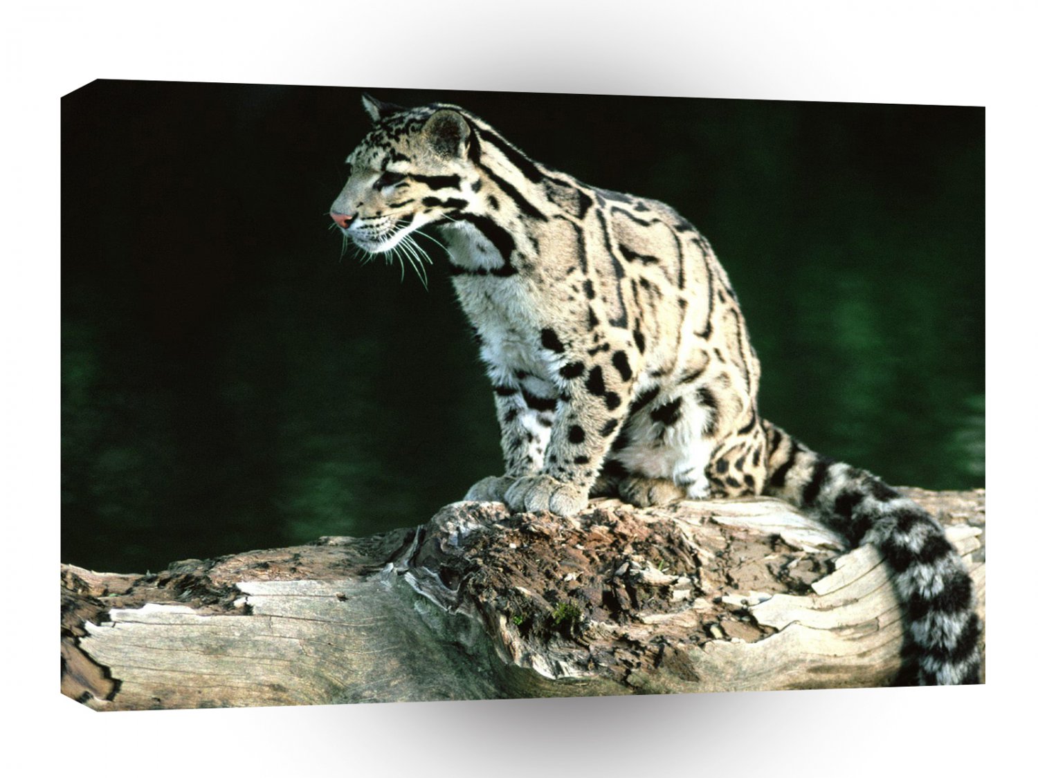 Leopard Young Clouded A1 Xlarge Canvas