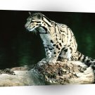 Leopard Young Clouded A1 Xlarge Canvas